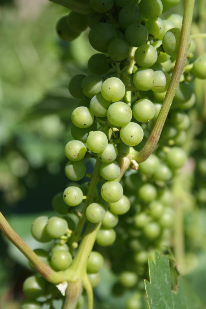 Niagara Grape