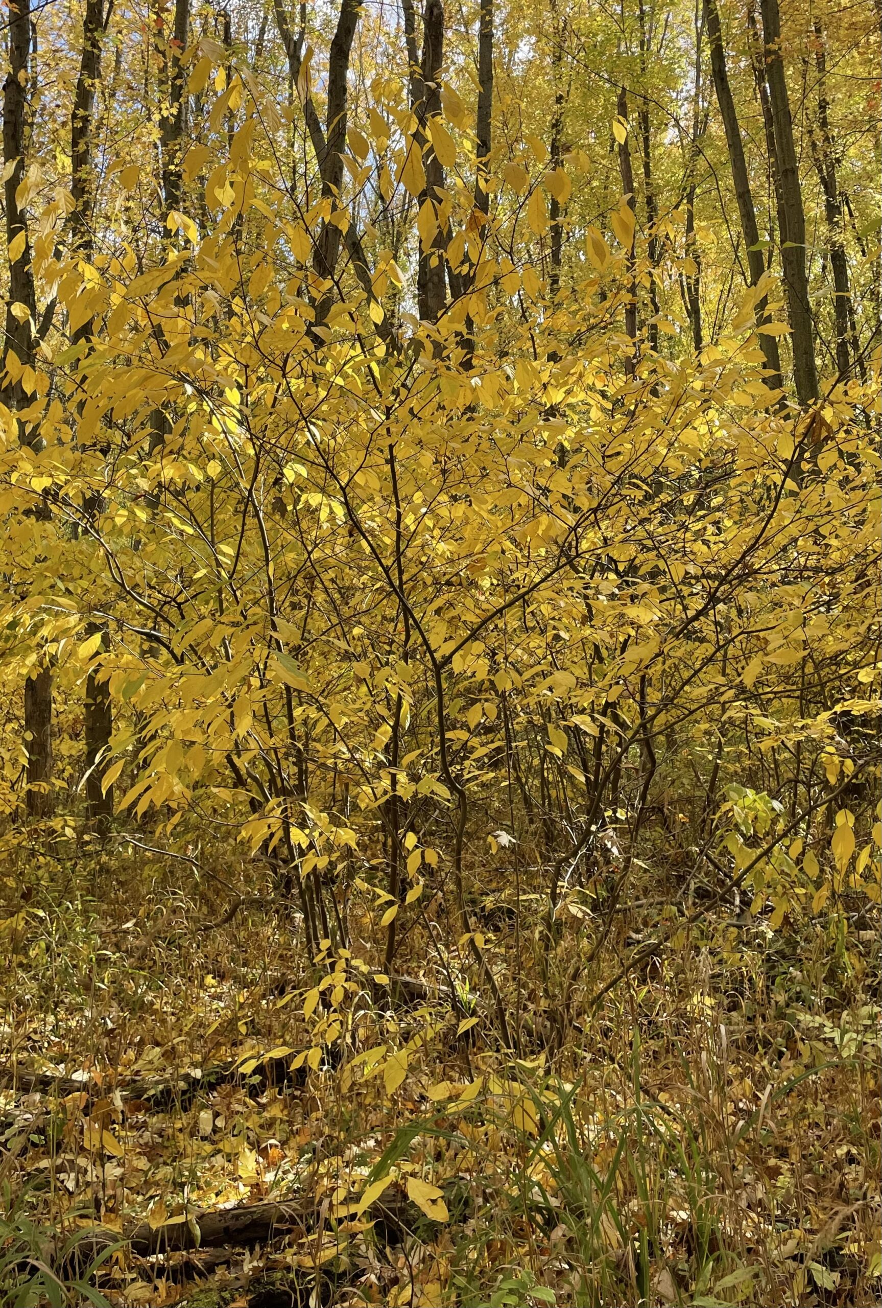 Spicebush (local ecotype) - Image 3