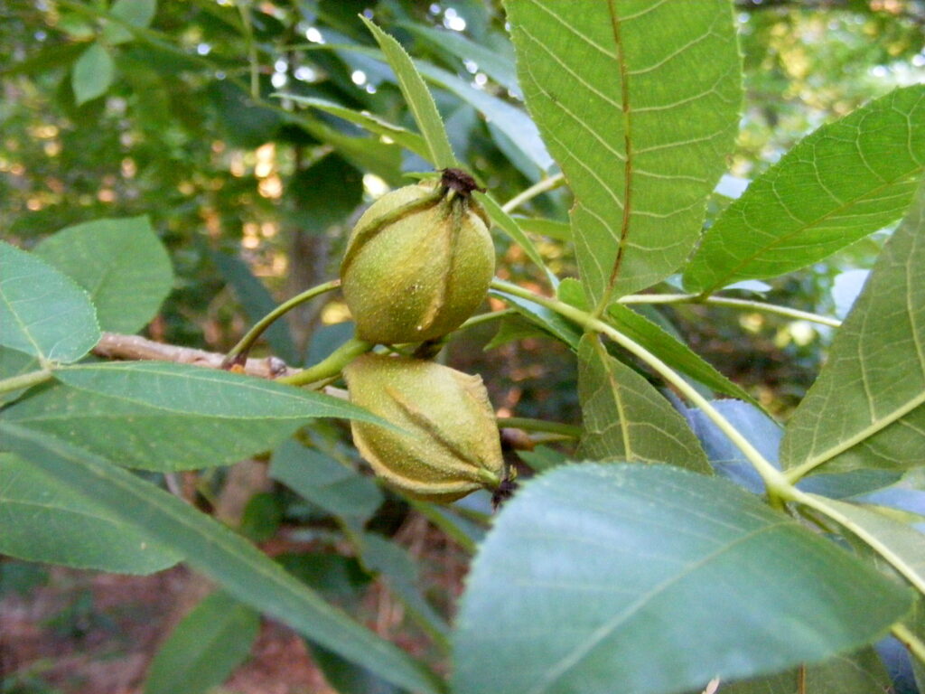 Yellowbud Hickory (local ecotype)