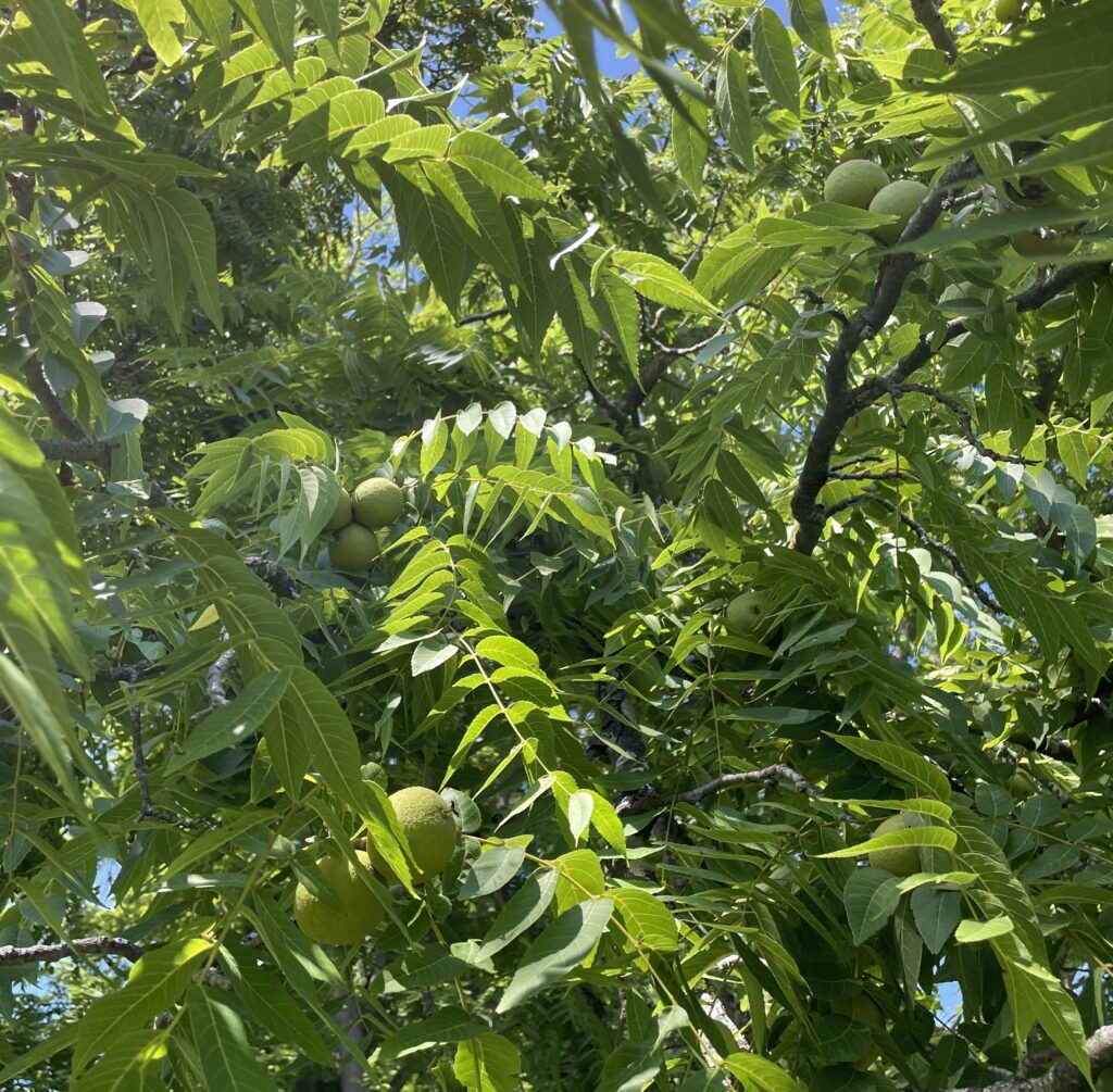 Black Walnut (local ecotype)