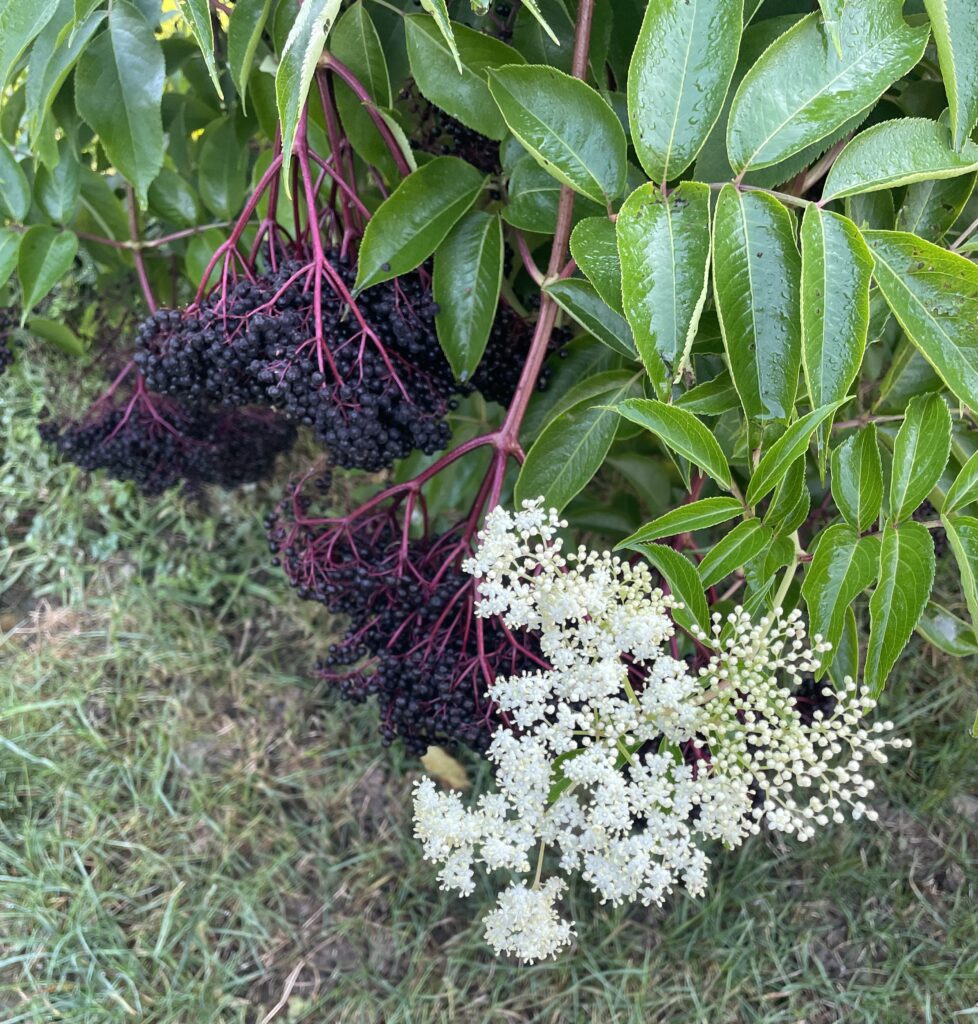 American Elderberry (local ecotype)