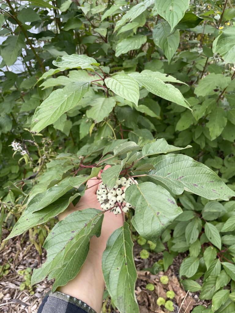 Red Osier Dogwood