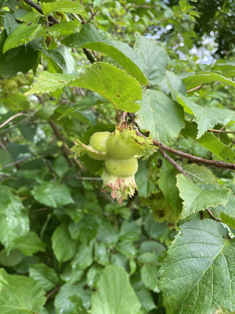 Hybrid Hazelnut