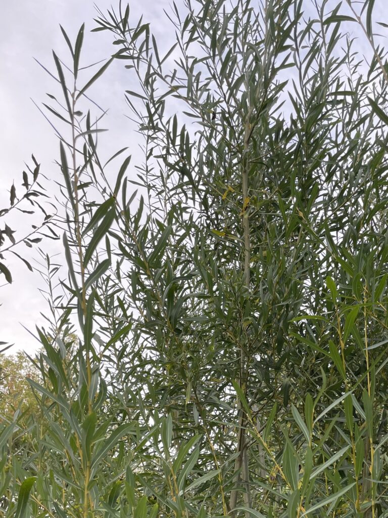American Pussy Willow