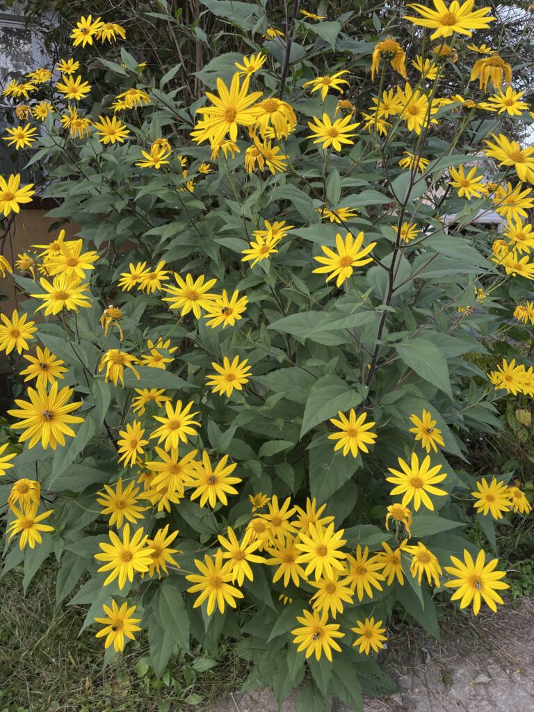 Sunchoke