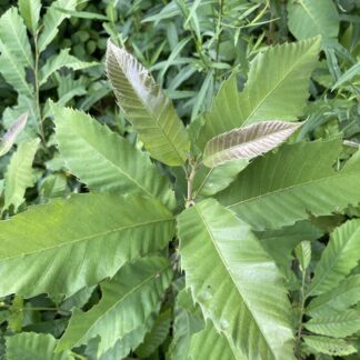 Hybrid Chestnut