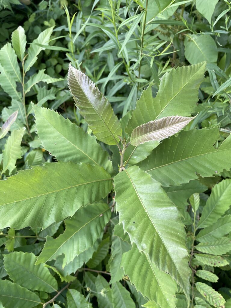 Hybrid Chestnut