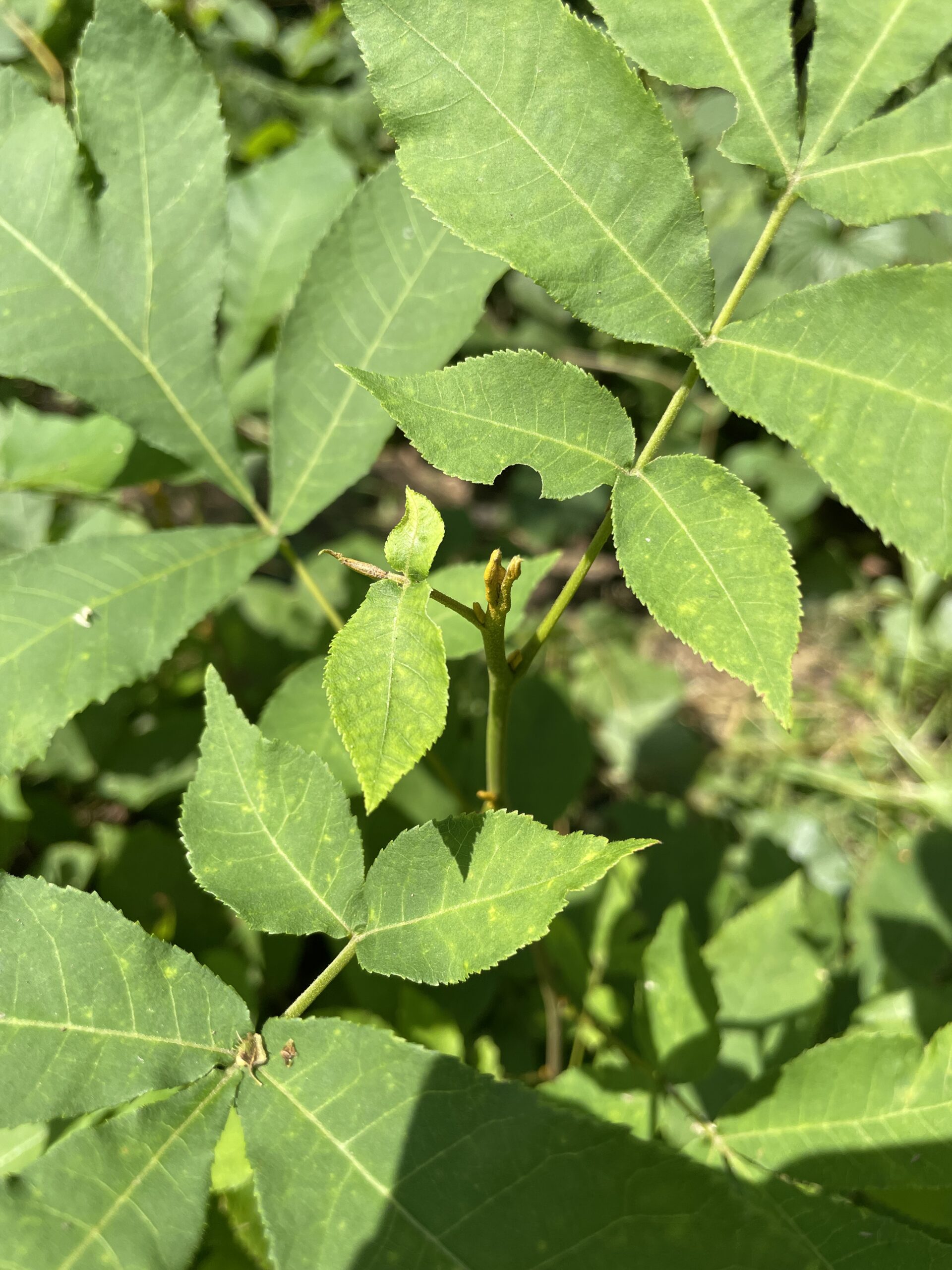 Yellowbud Hickory (local ecotype) - Image 3