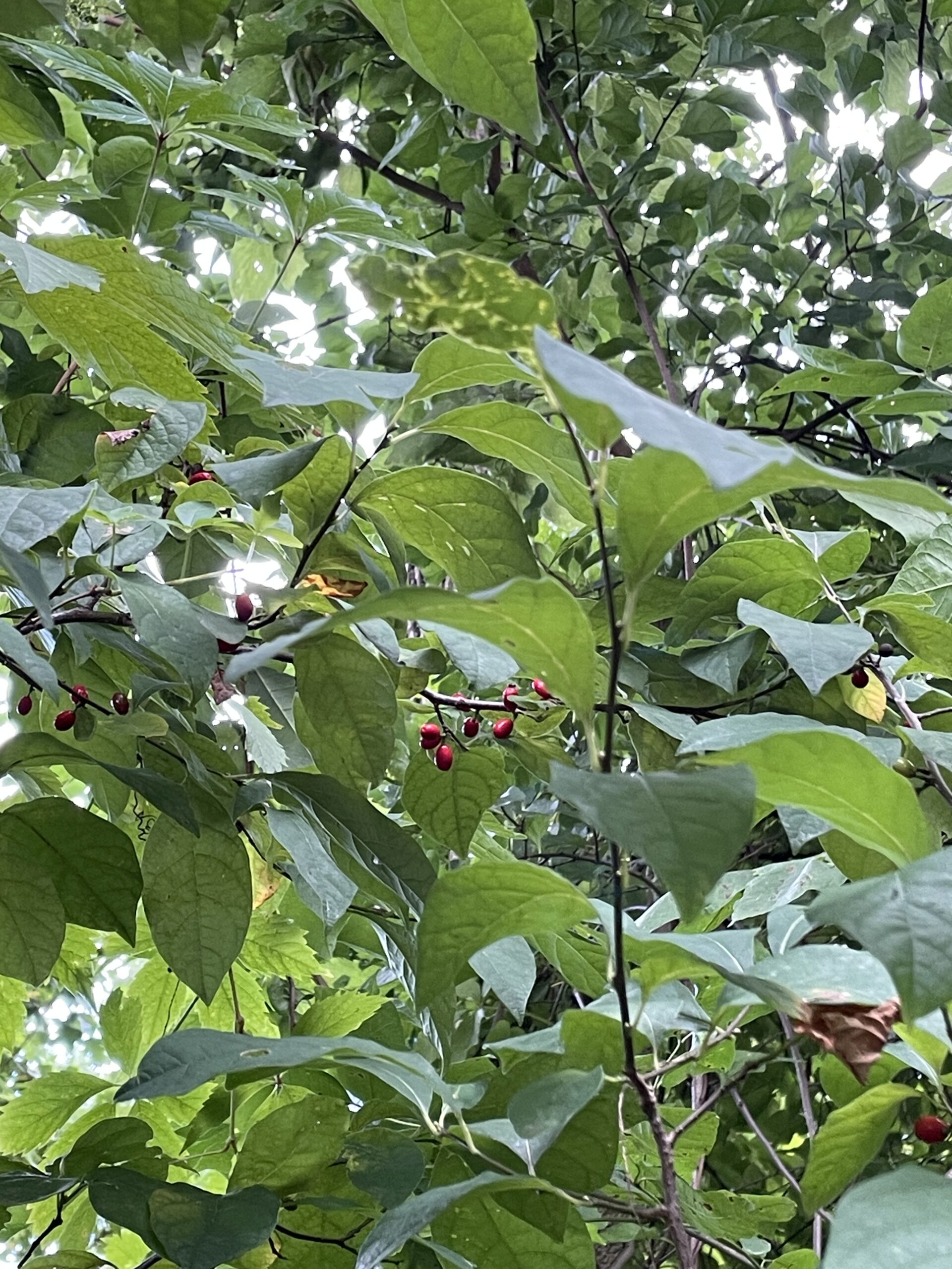 Spicebush (local ecotype) - Image 4