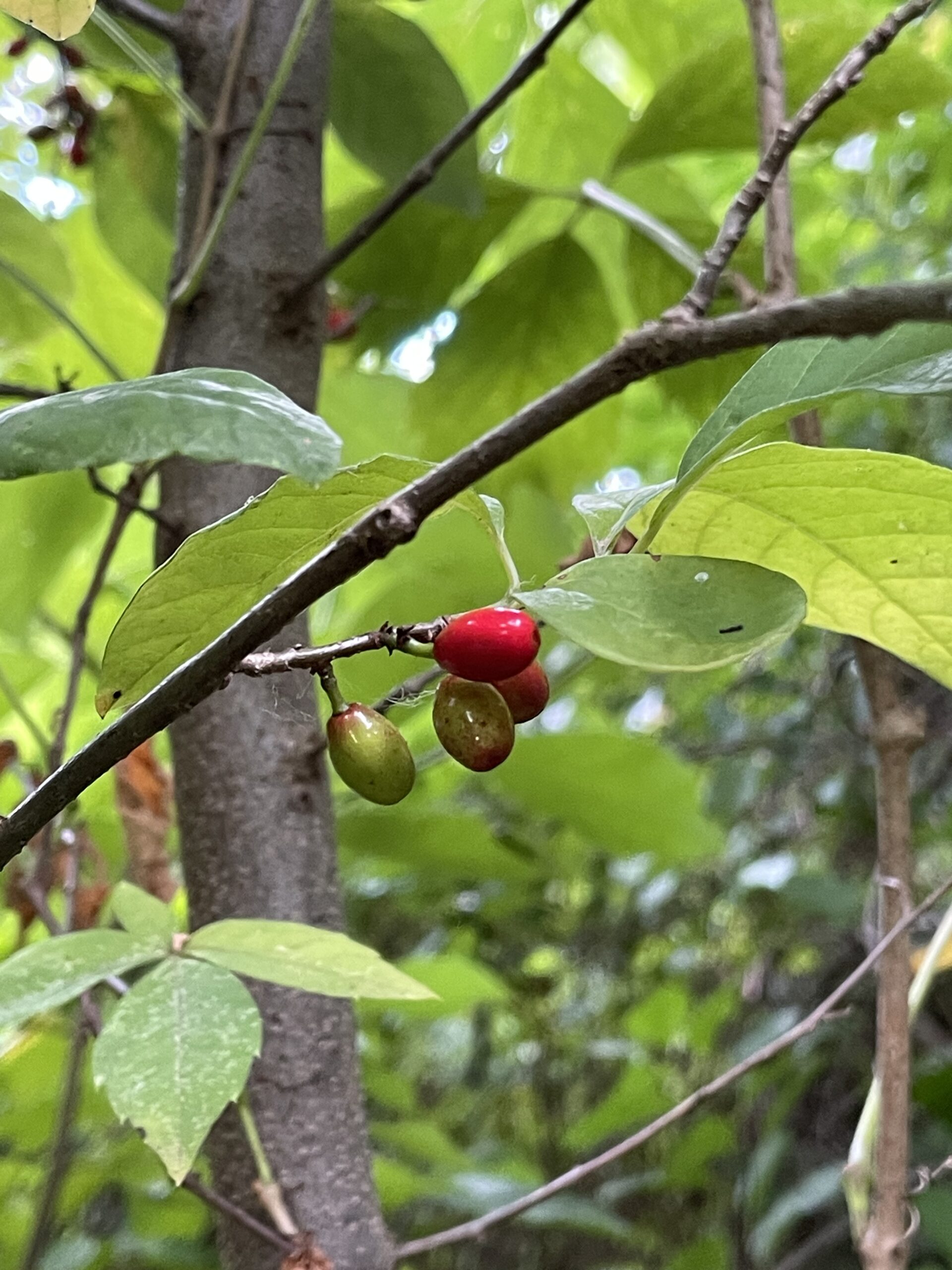 Spicebush (local ecotype)