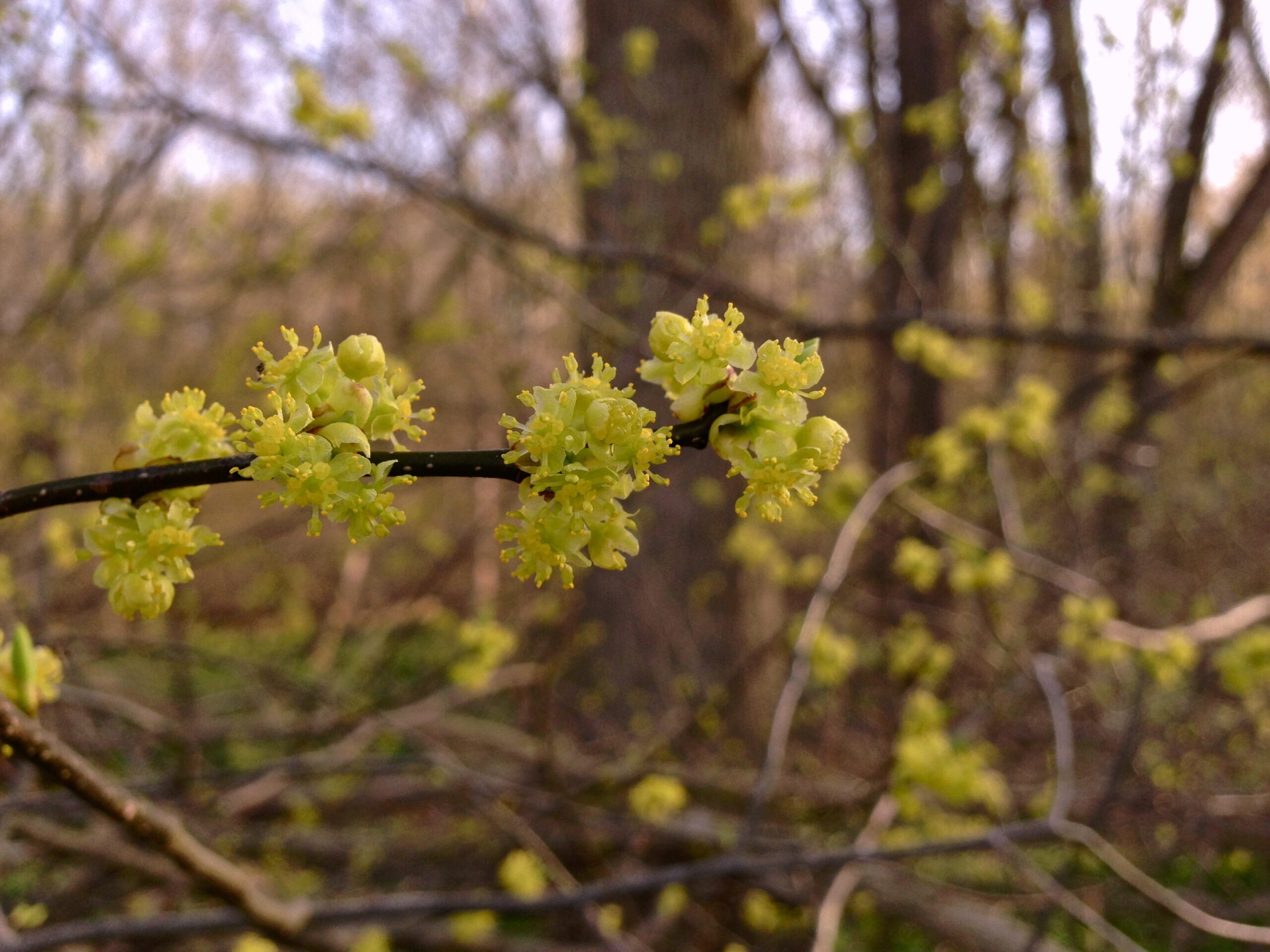 Spicebush (local ecotype) - Image 2