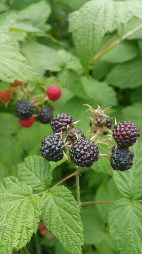 Black Cap Raspberry (local ecotype)