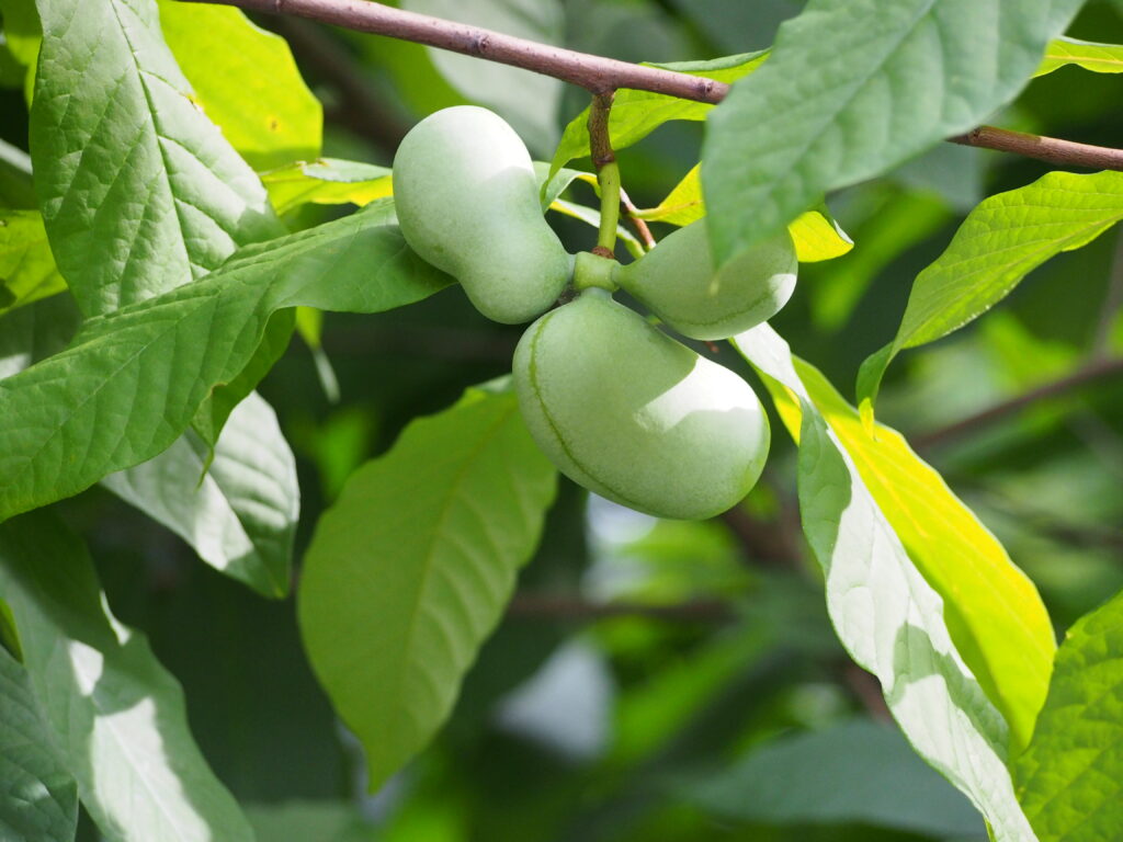 Pawpaw