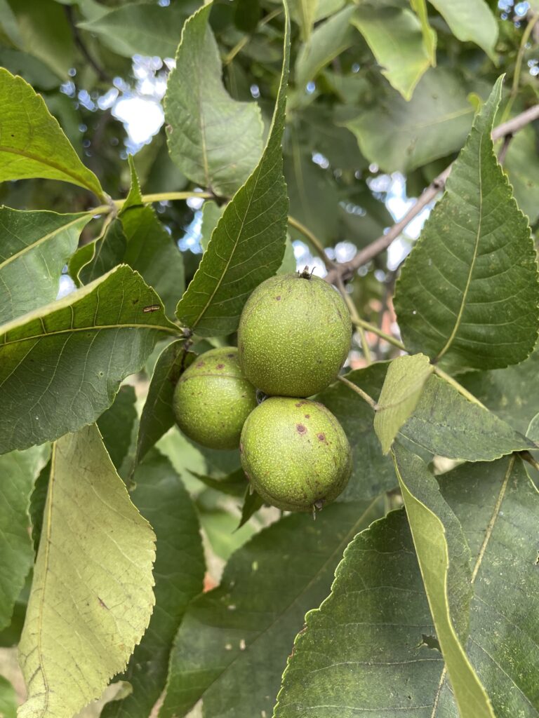 Shagbark Hickory (local ecotype)