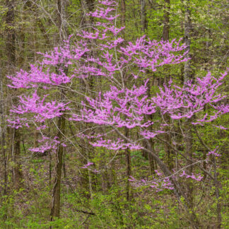 Eastern Redbud