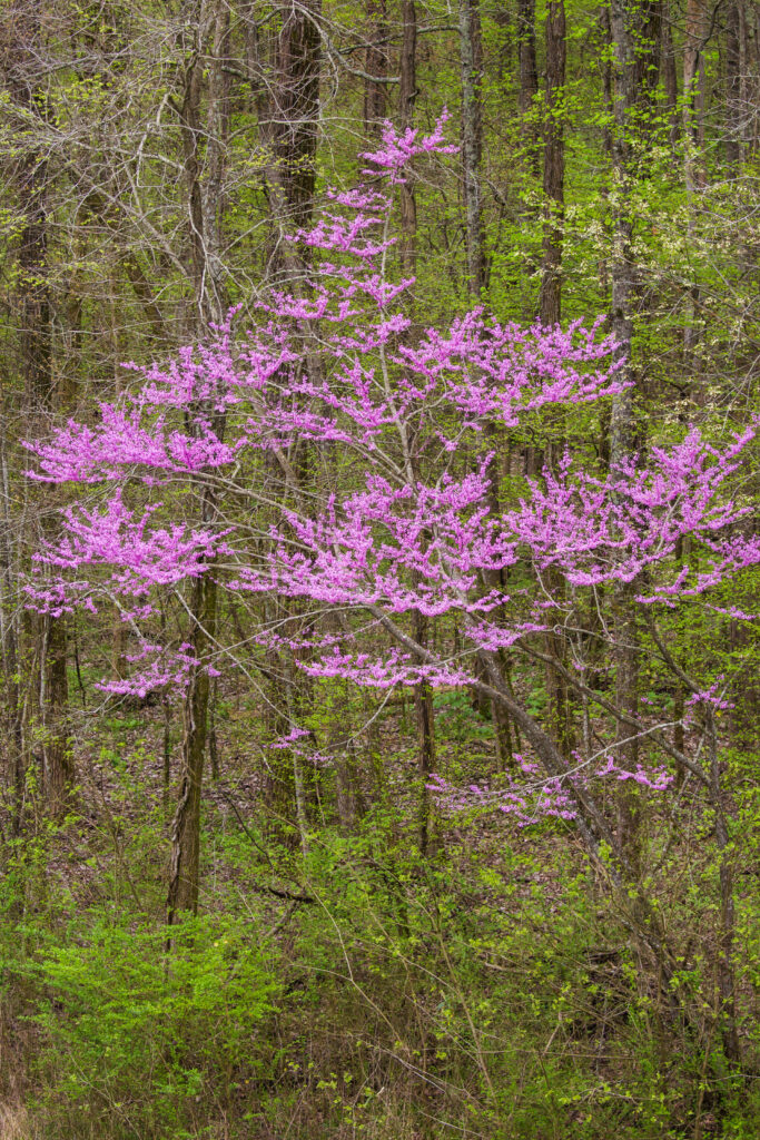 Eastern Redbud