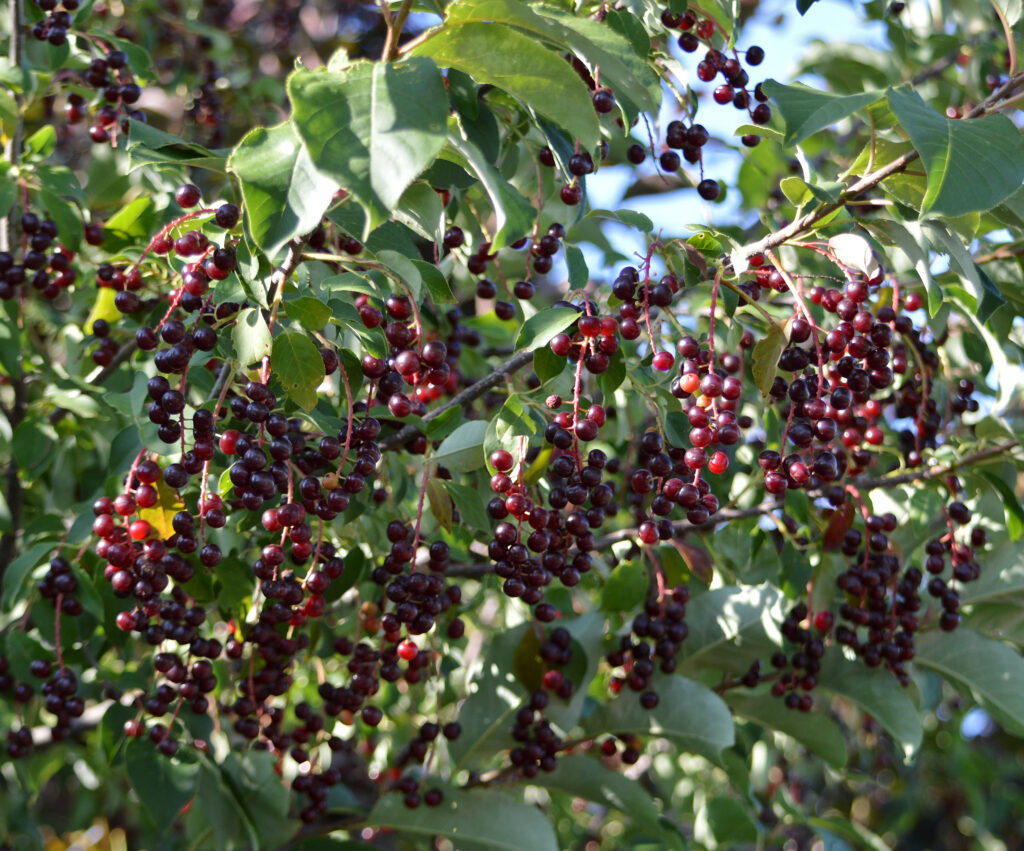 Chokecherry / Thicket Cherry