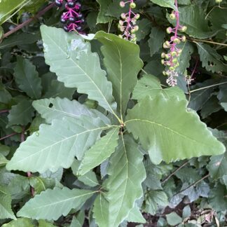 Chestnut Oak