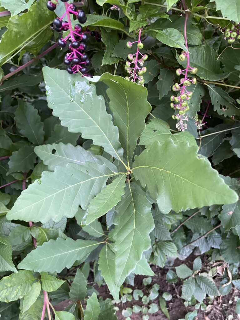 Chestnut Oak